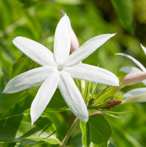 Jasmine Essential Oil 5